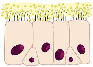 Anatomie de la muqueuse nasale