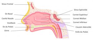 Anatomie du nez