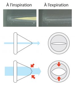 Fonctionnement de la valve inspiratoire IsoBreath pour la chambre d'inhalation TipsHaler